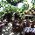 Tropica Bungalow Hotel