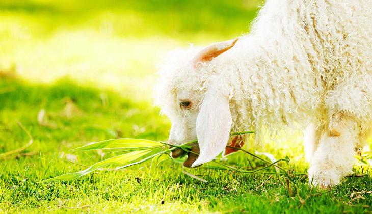 Pai Village Boutique Resort & Farm