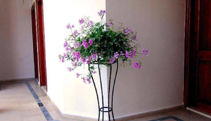 White Garden Pansion