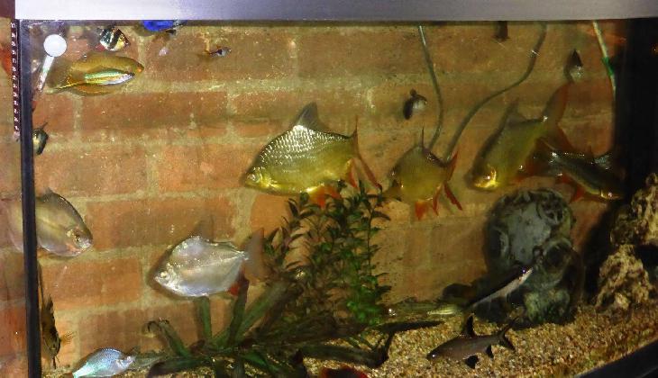 Isis Restaurant & Hotel