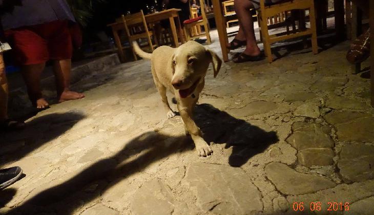 Koyevi Olympos Countryhouse