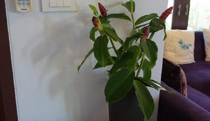 Replay Pool Villa Beachfront