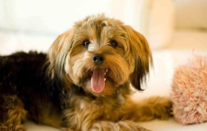 Marriott Vancouver Airport