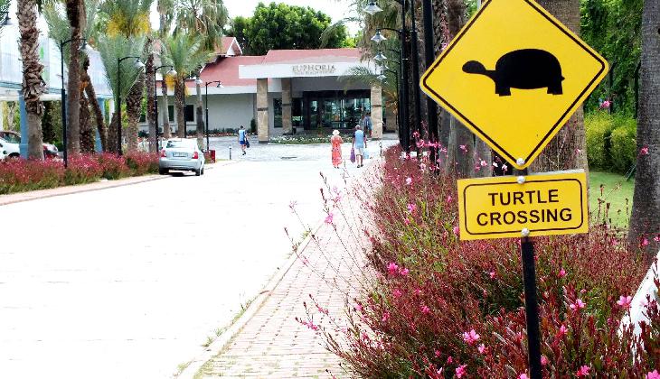 Euphoria Palm Beach Resort