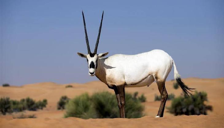 Al Maha A Luxury Collection Desert Resort And Spa