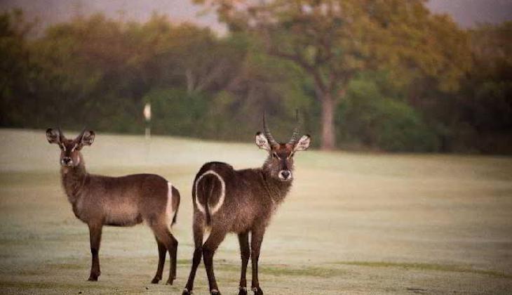Nkonyeni Lodge & Golf Estate