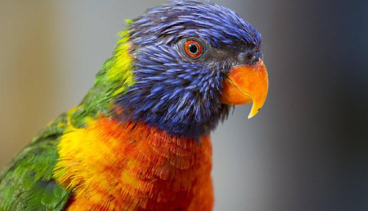 Best Western Plus Hill Country Suites - San Antonio