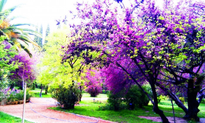 درخت های باغ ارم شیراز